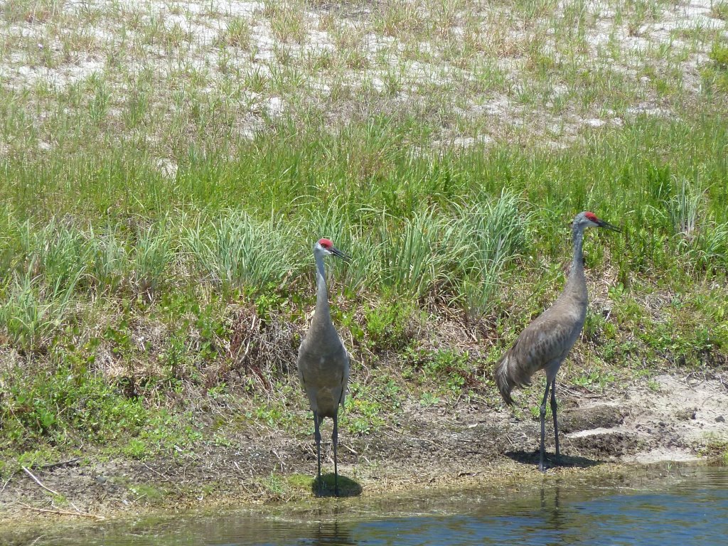 Cranes at the back of the villa